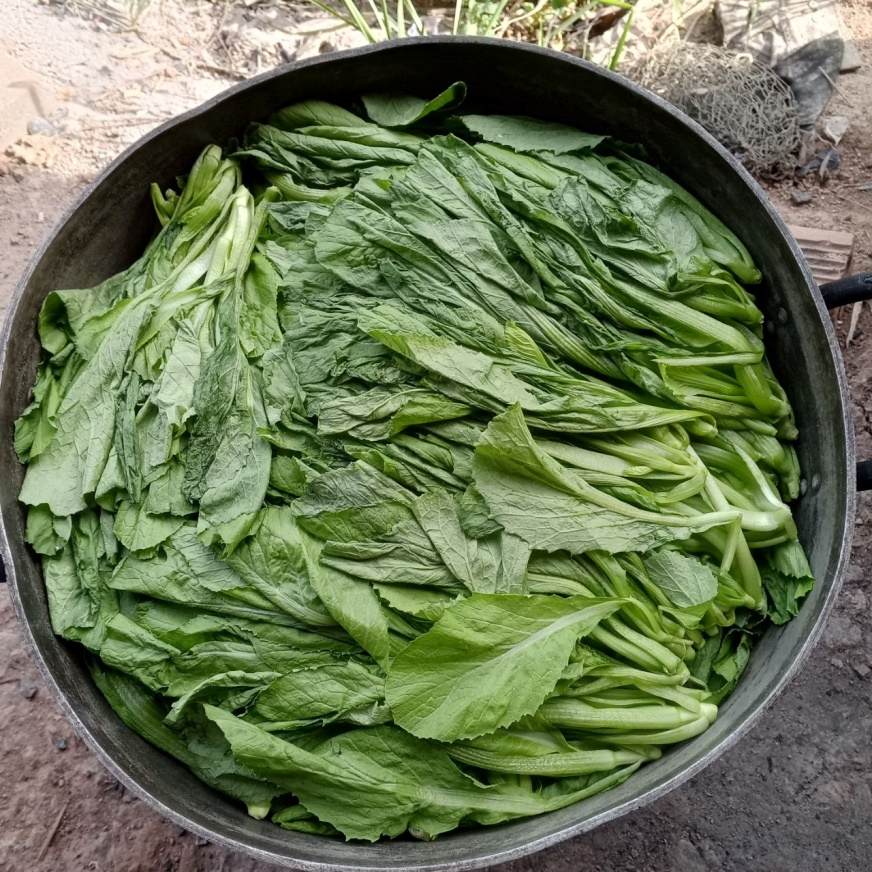 Légumes récoltés à l'écoferme et destinés à la cantine du foyer