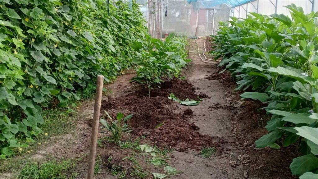 Écoferme du Foyer Lataste : un bilan 2025 très prometteur